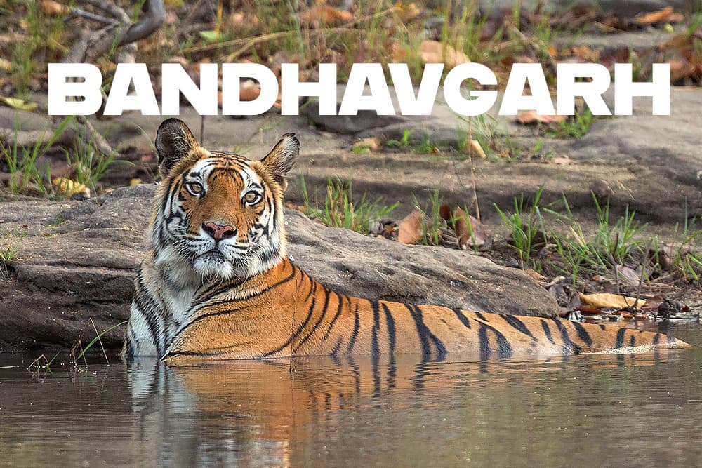 Bandhavgarh