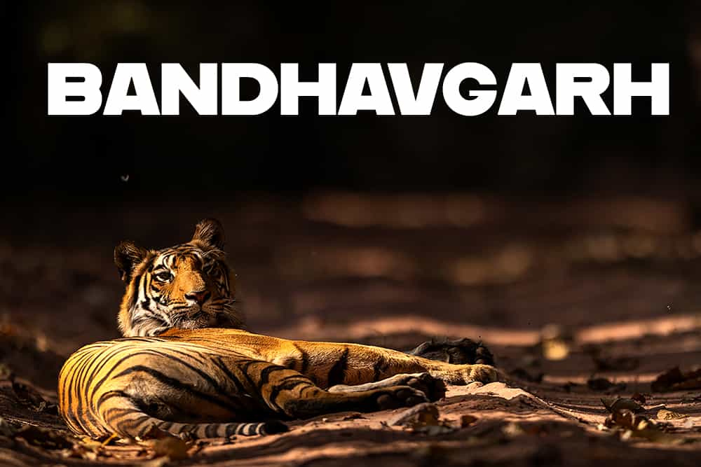 Bandhavgarh