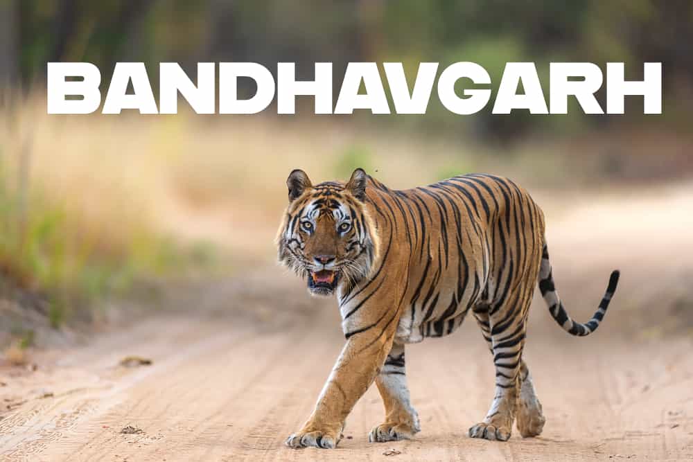 Bandhavgarh