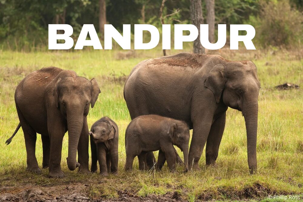 Bandipur