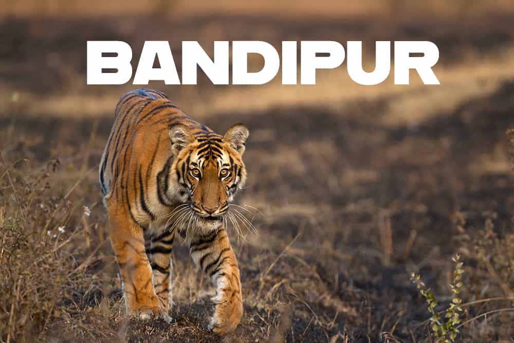 Bandipur