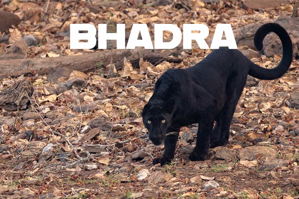 Bhadra