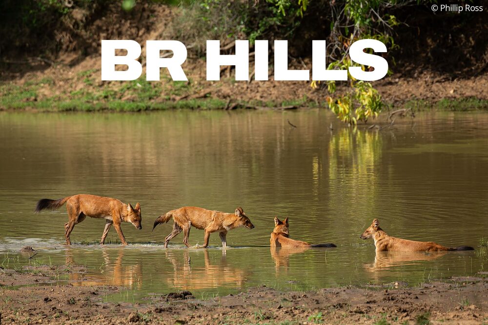 BRT Tiger Reserve