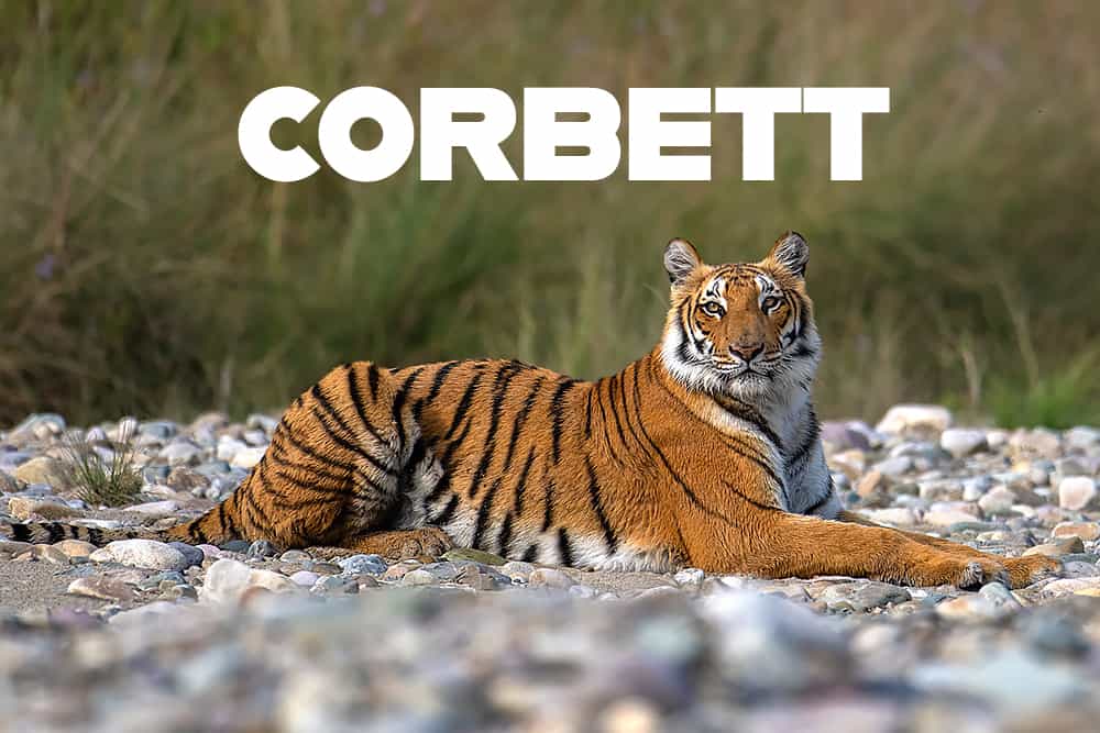 Corbett