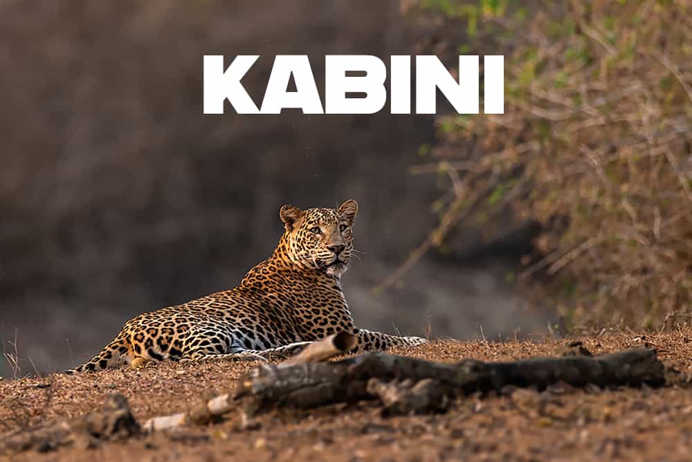 Kabini