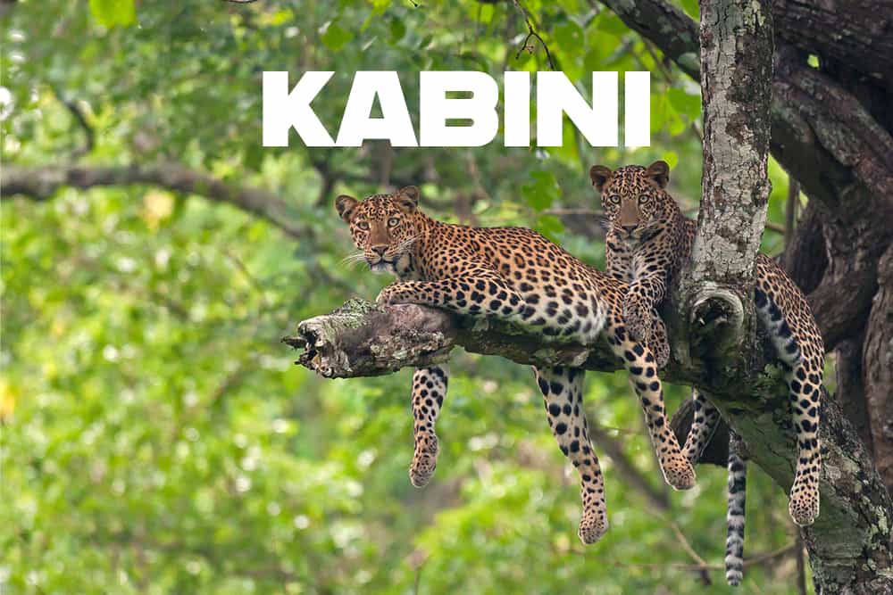 Kabini