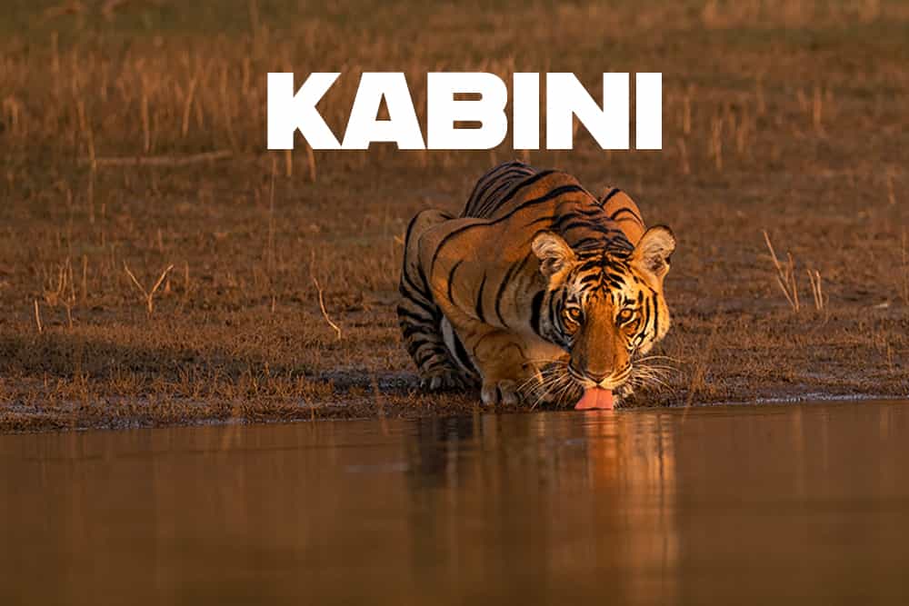 Kabini