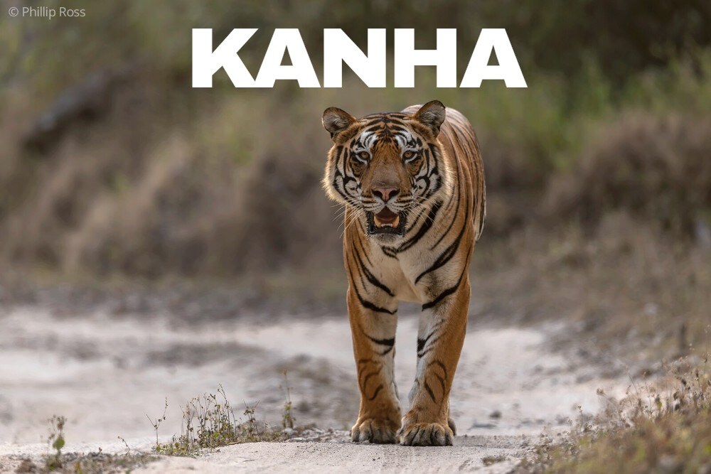 Kanha