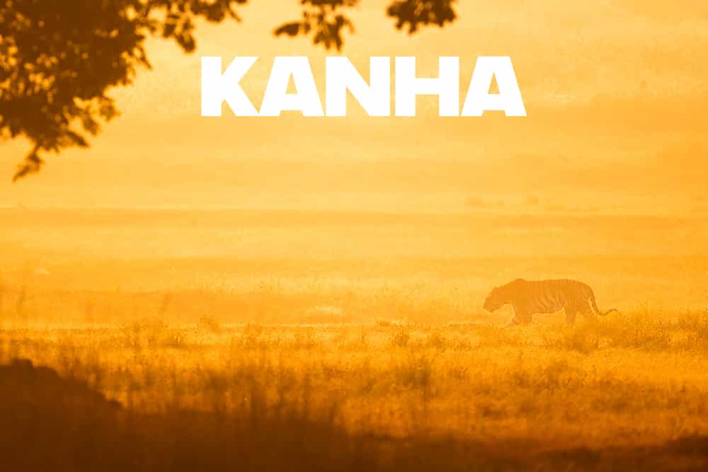 Kanha