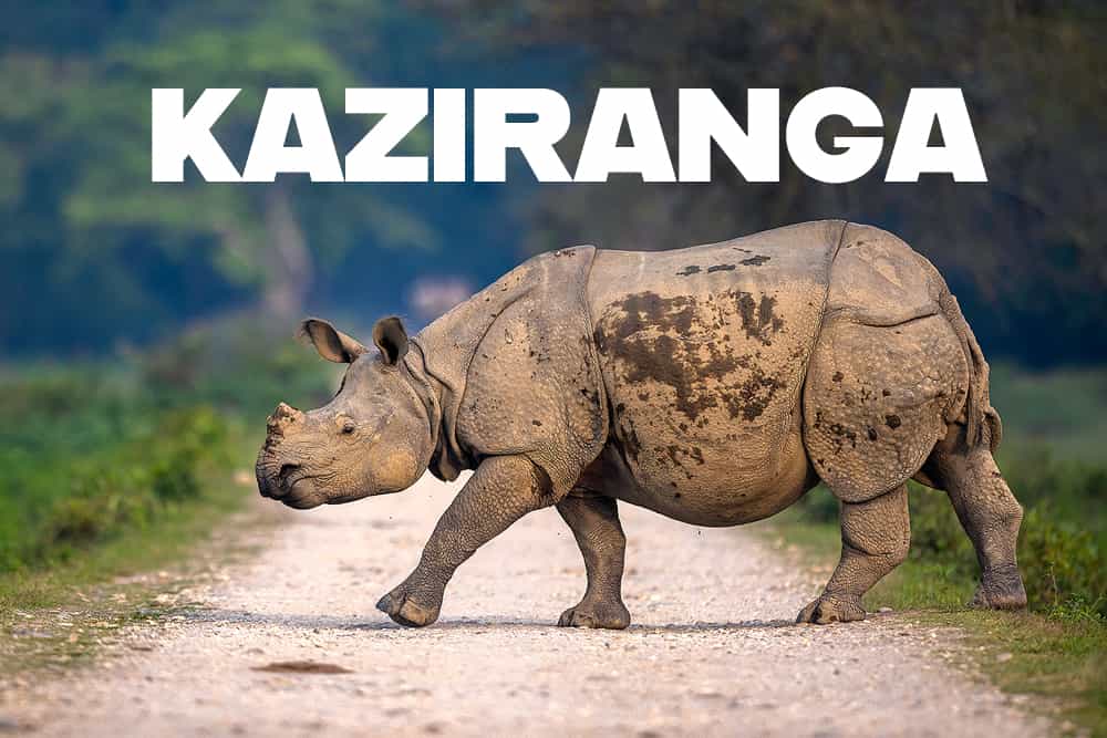 Kaziranga