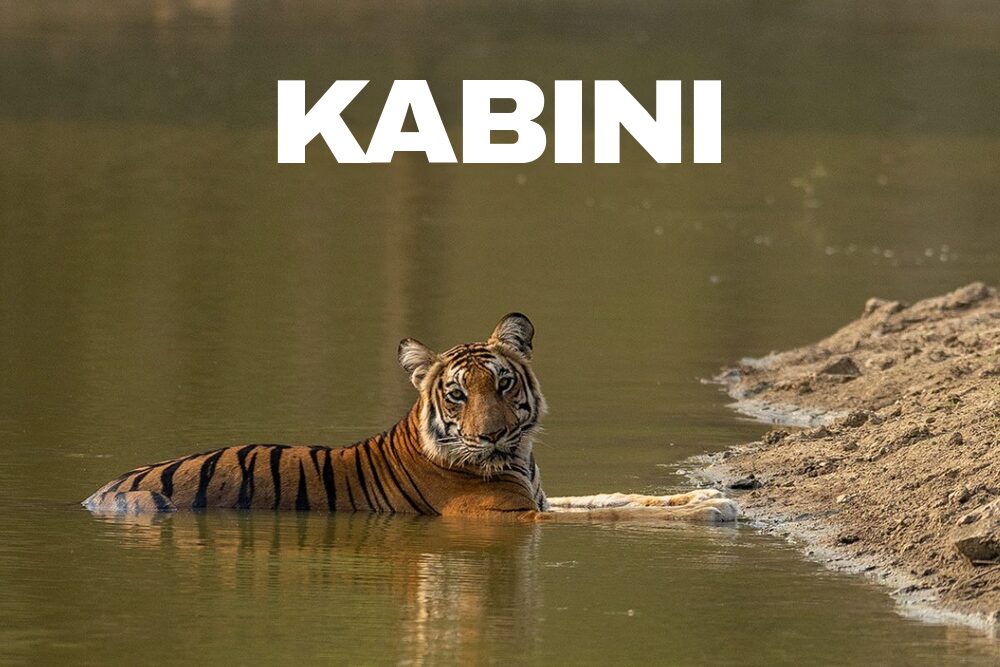 Kabini