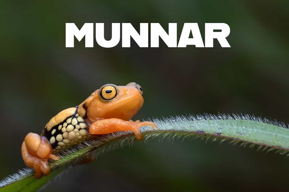 Munnar