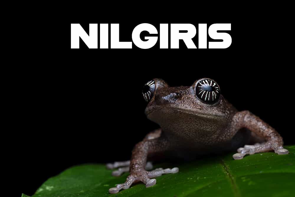Nilgiris