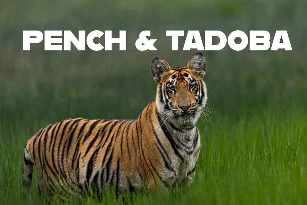 Pench & Tadoba Tiger Reserves