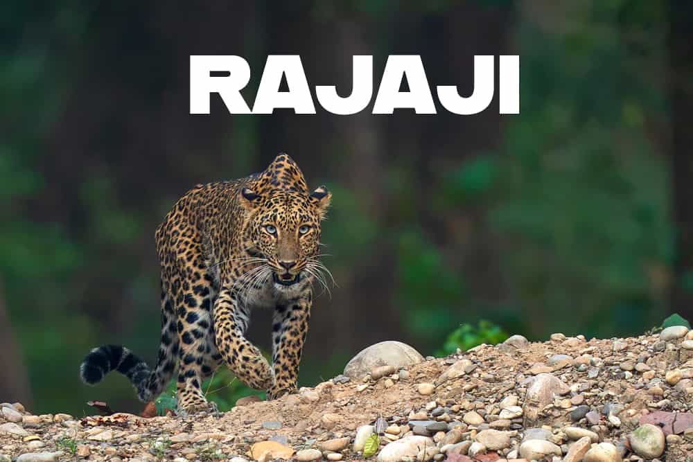 Rajaji