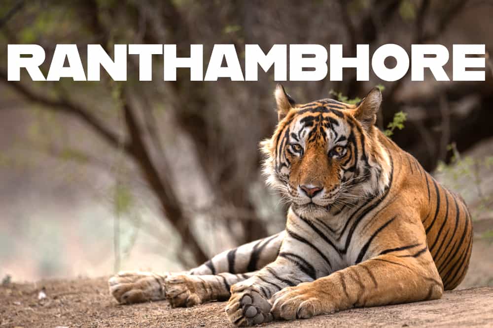 Ranthambhore