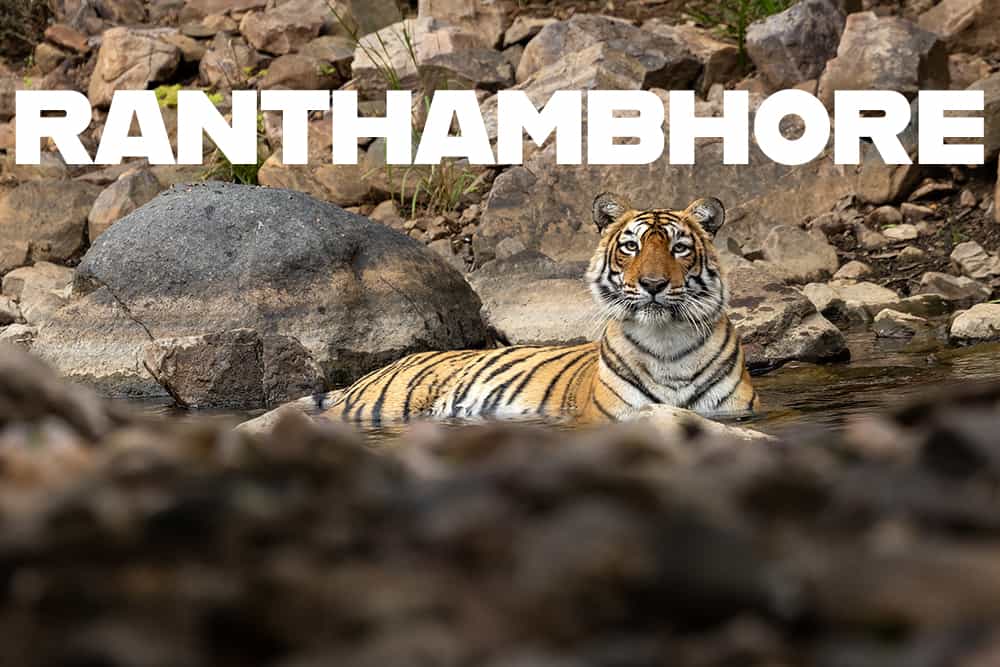 Ranthambhore