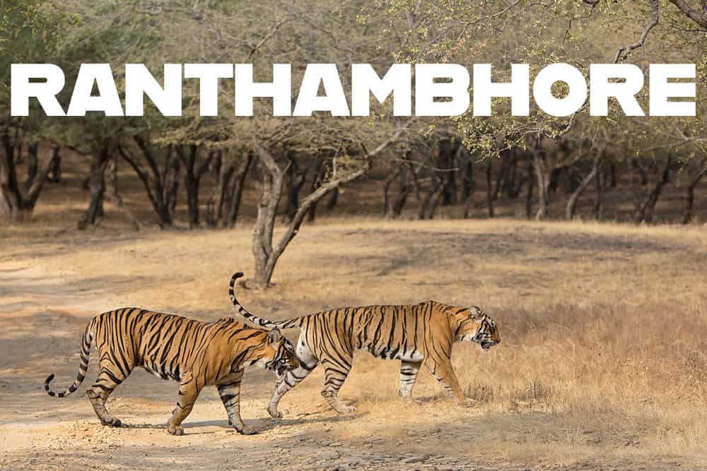 Ranthambhore