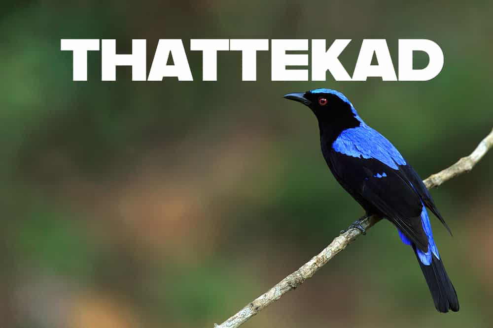 Thattekad