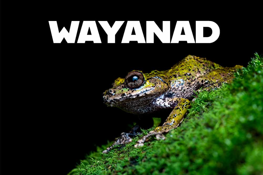 Wayanad