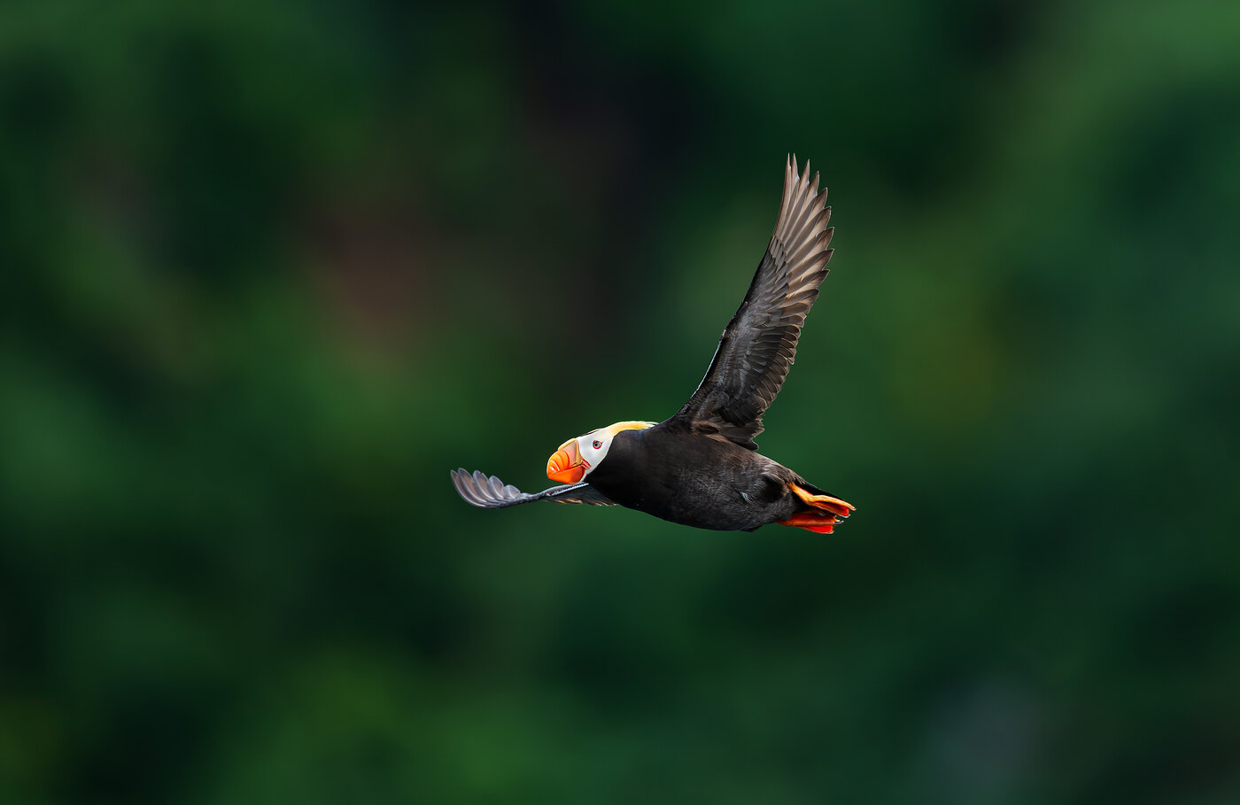 A tufted puffin (Fratercula cirrhata) in flight over Avacha Bay, Kamchatka