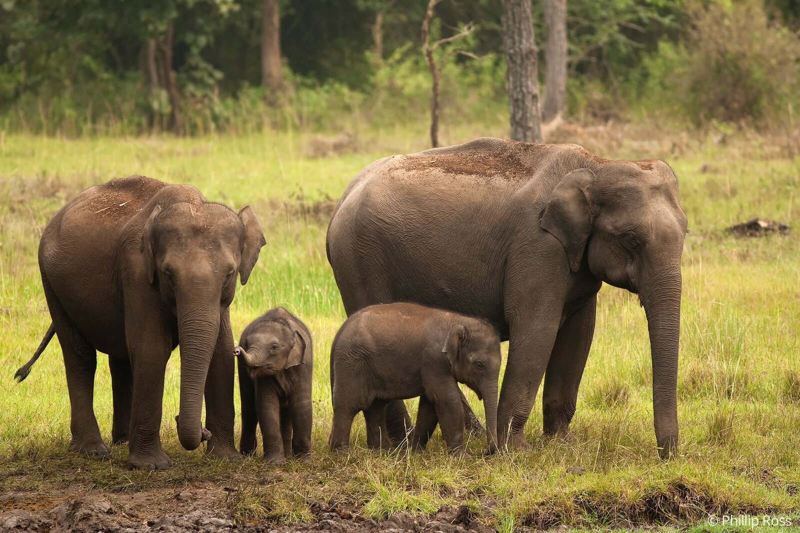 A herd of Elephants (Elephas maximus) with their calves in Bandipur by wildlife photographer Phillip Ross