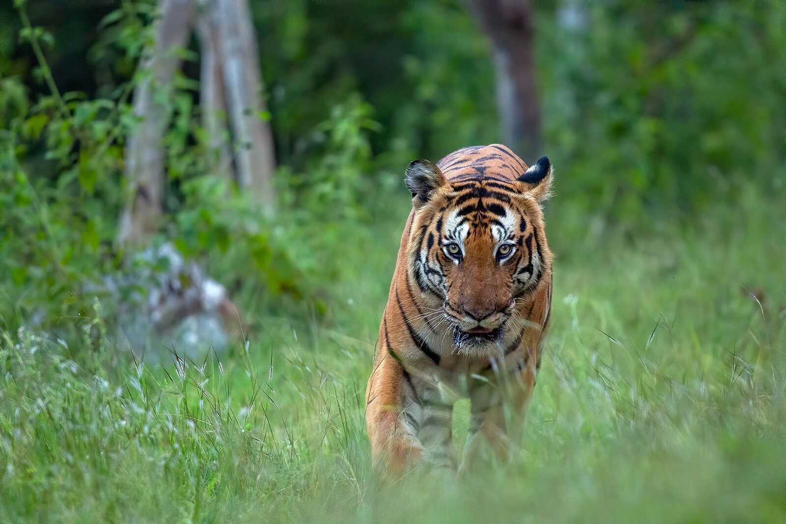 Tiger (Panthera tigris) in Bandipur on a Wildlife Photography Tour