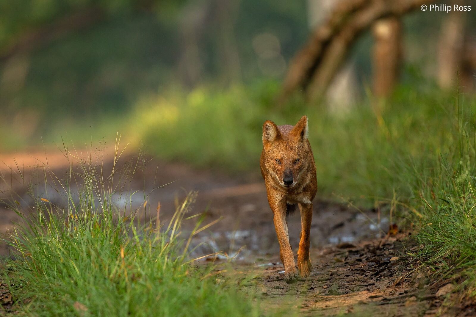 A lone Asiatic Wild Dog or Dhole (Cuon alpinus) in Bandipur on our Wildlife Photography Tour by wildlife photographer Phillip Ross