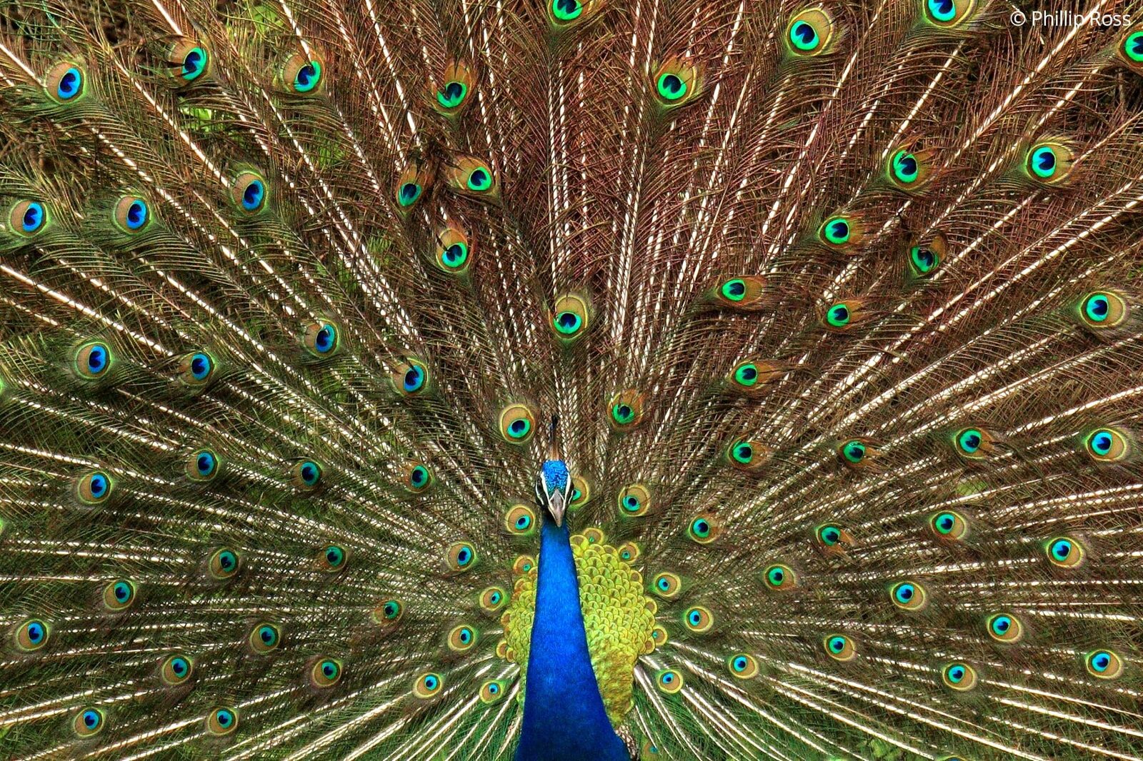 A peacock (Pavo cristatus) showing off its tail feathers in Bandipur by wildlife photographer Phillip Ross