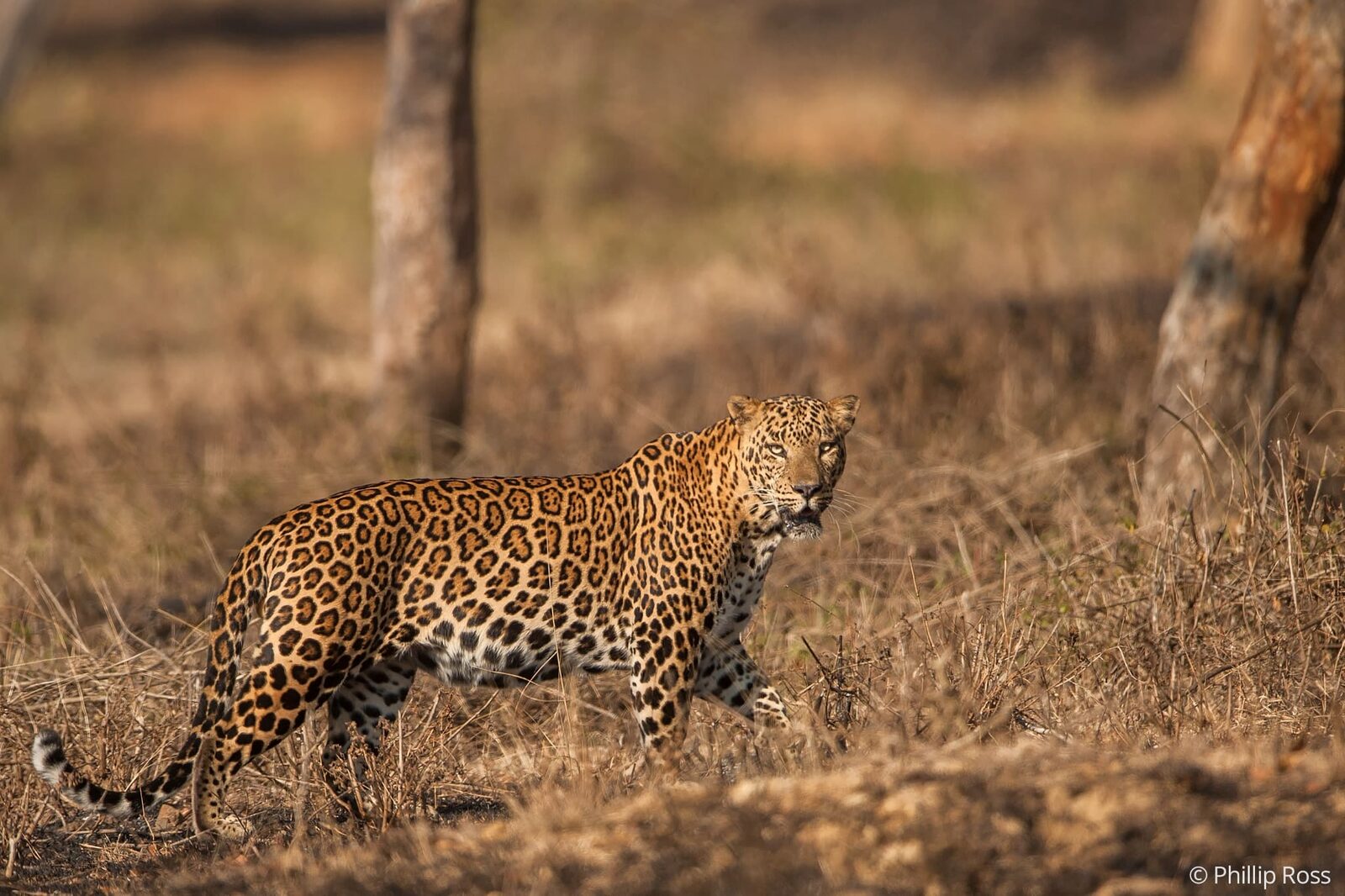 A Leopard (Panthera pardus) in Bandipur on our Wildlife Photography Tour by wildlife photographer Phillip Ross