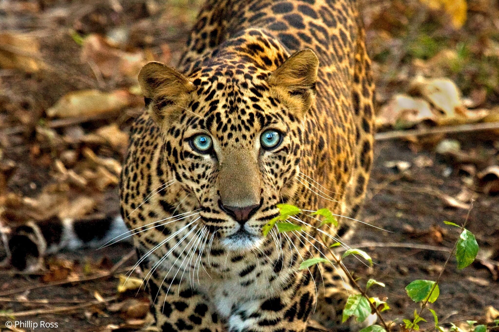 A young leopard (Panthera pardus) with gorgeous blue eyes seen in Bandipur on a Wildlife Photography Tour by wildlife photographer Phillip Ross