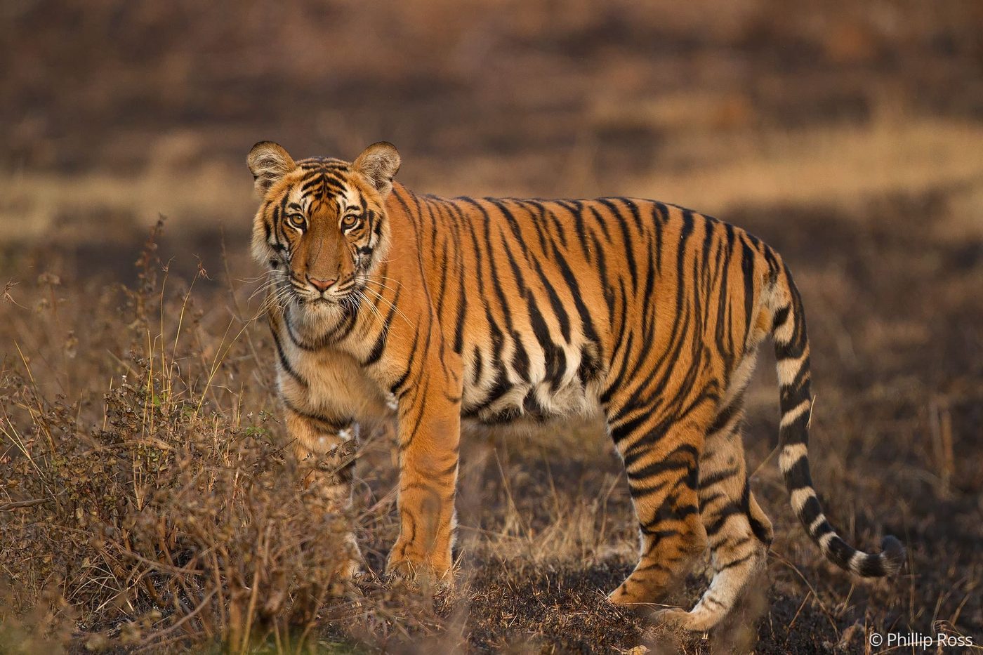 A tiger (Panthera tigris) walking through dry summer scrub in Bandipur Tiger Reserve