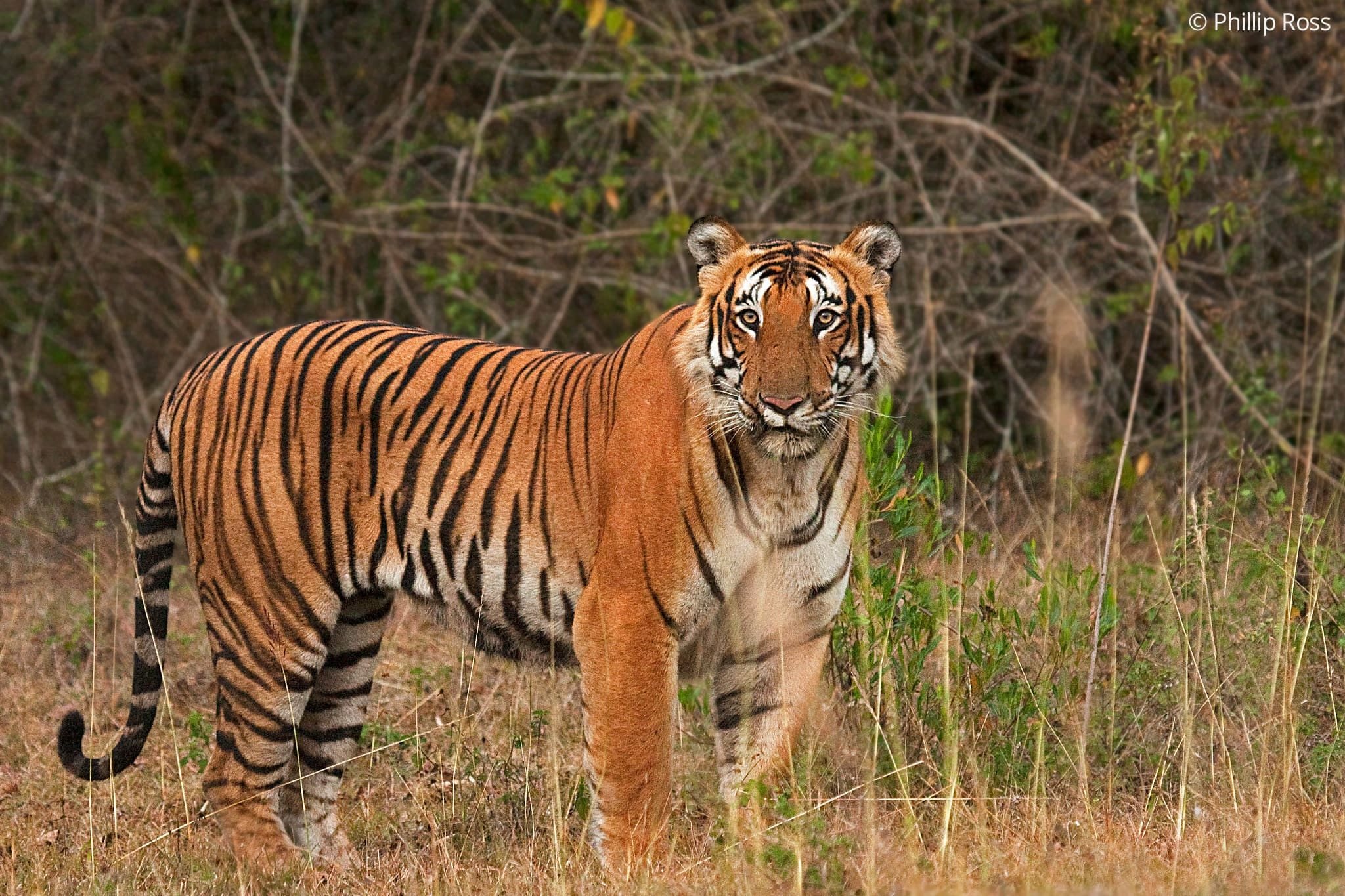 A tiger (Panthera tigris) standing among dry grass in Bandipur Tiger Reserve