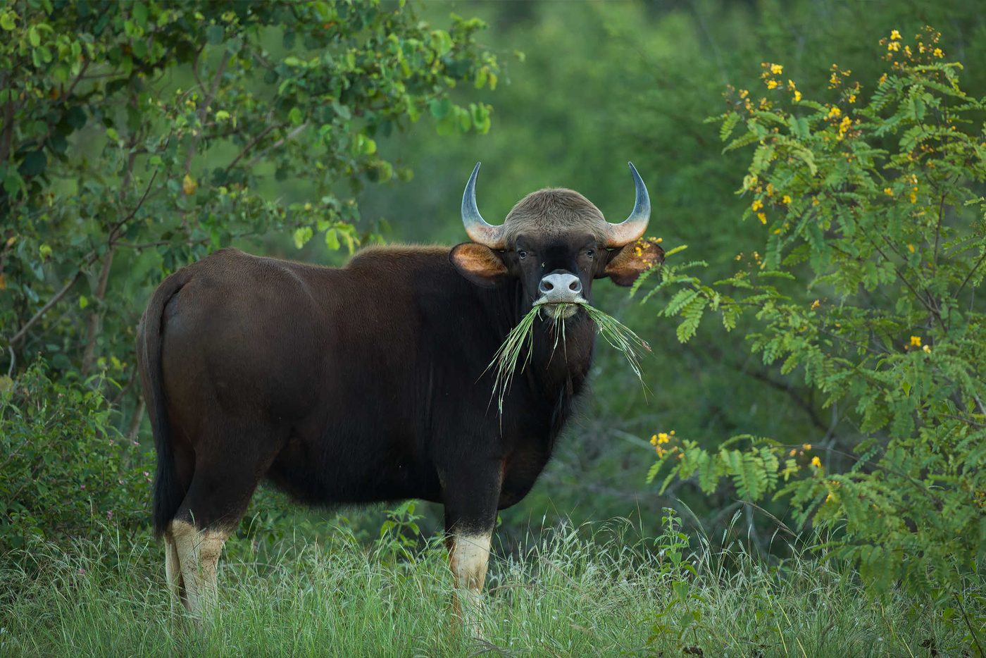 An Indian gaur (Bos gaurus) grazing in open woodland at Bannerghatta