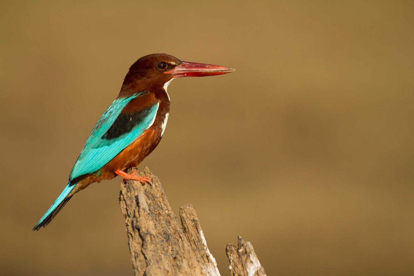 A White-Throated Kingfisher (Halcyon smyrnensis) sitting on a bare perch at Bannerghatta