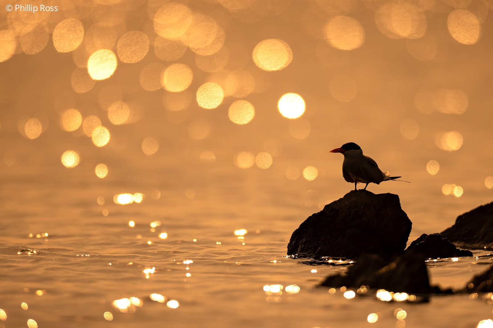 A tern perched on a rock in the golden backwaters
