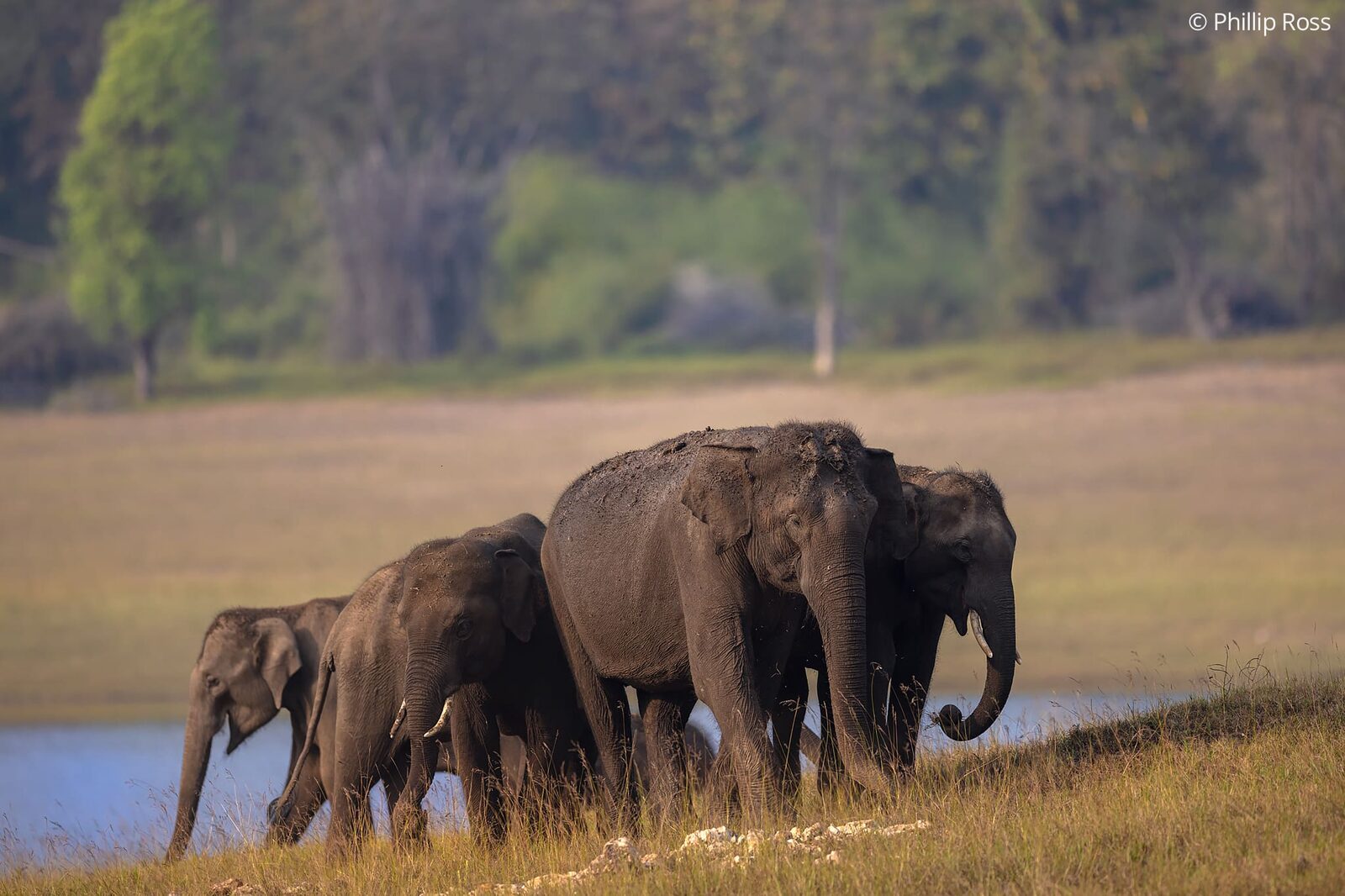 An elephant family (Elephas maximus) at the water&rsquo;s edge