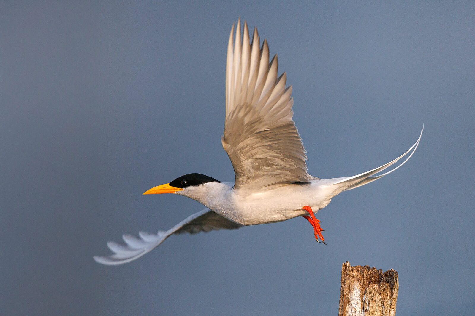 A River Tern (Sterna aurantia) in flight