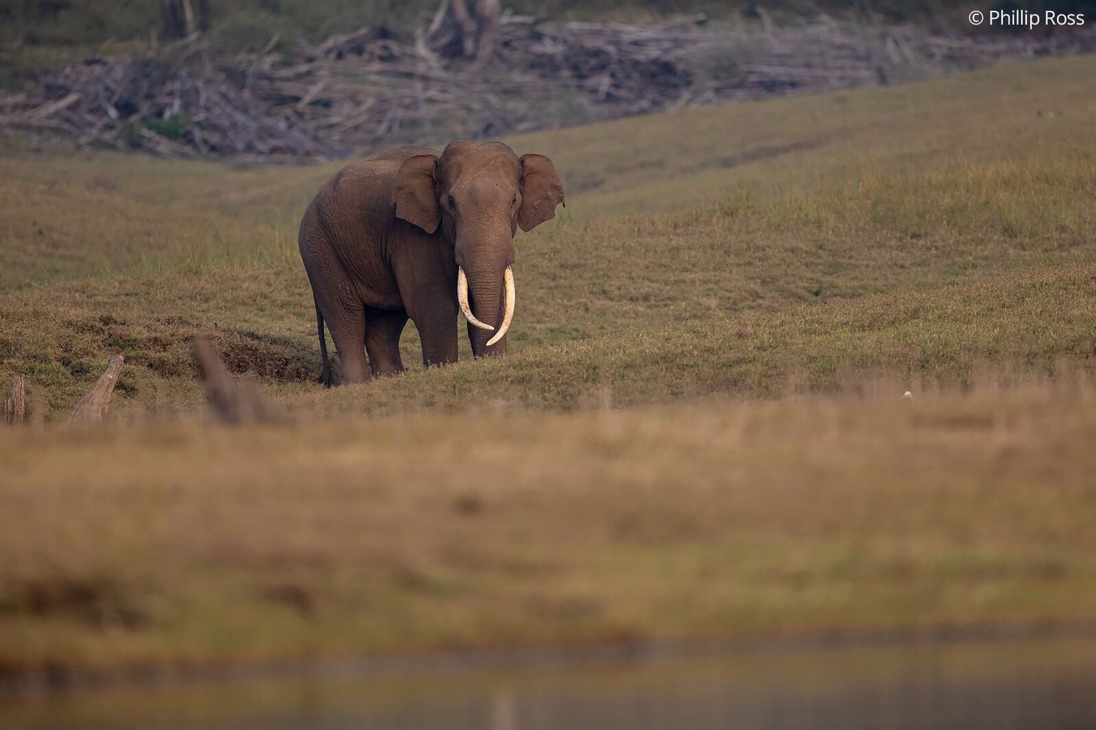 A tusker (Elephas maximus) on the grassland by the backwaters