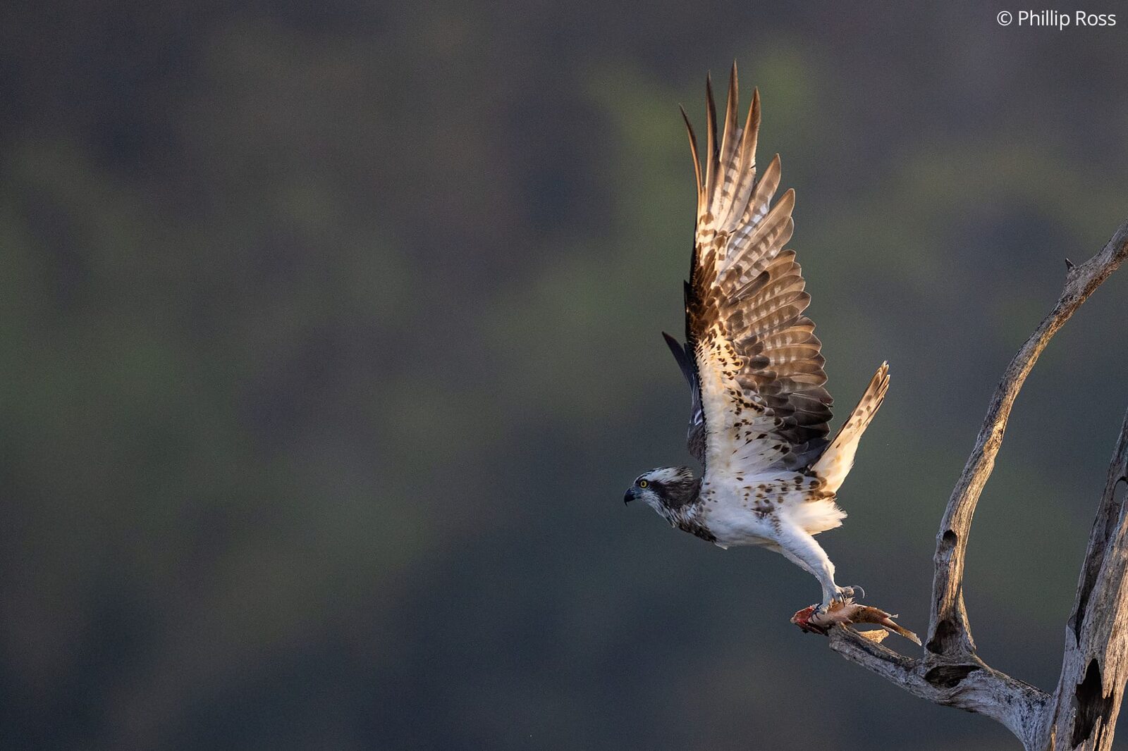 An osprey (Pandion haliaetus) taking off from a dead branch