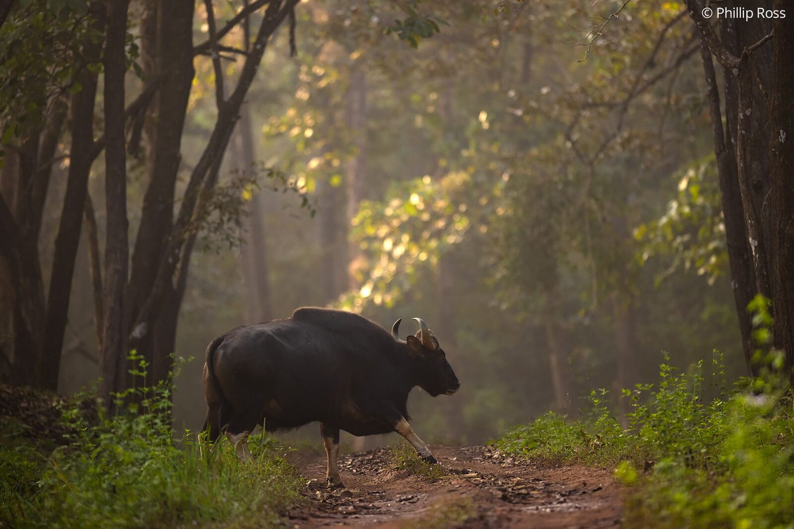 An Indian gaur (Bos gaurus) in the forest light