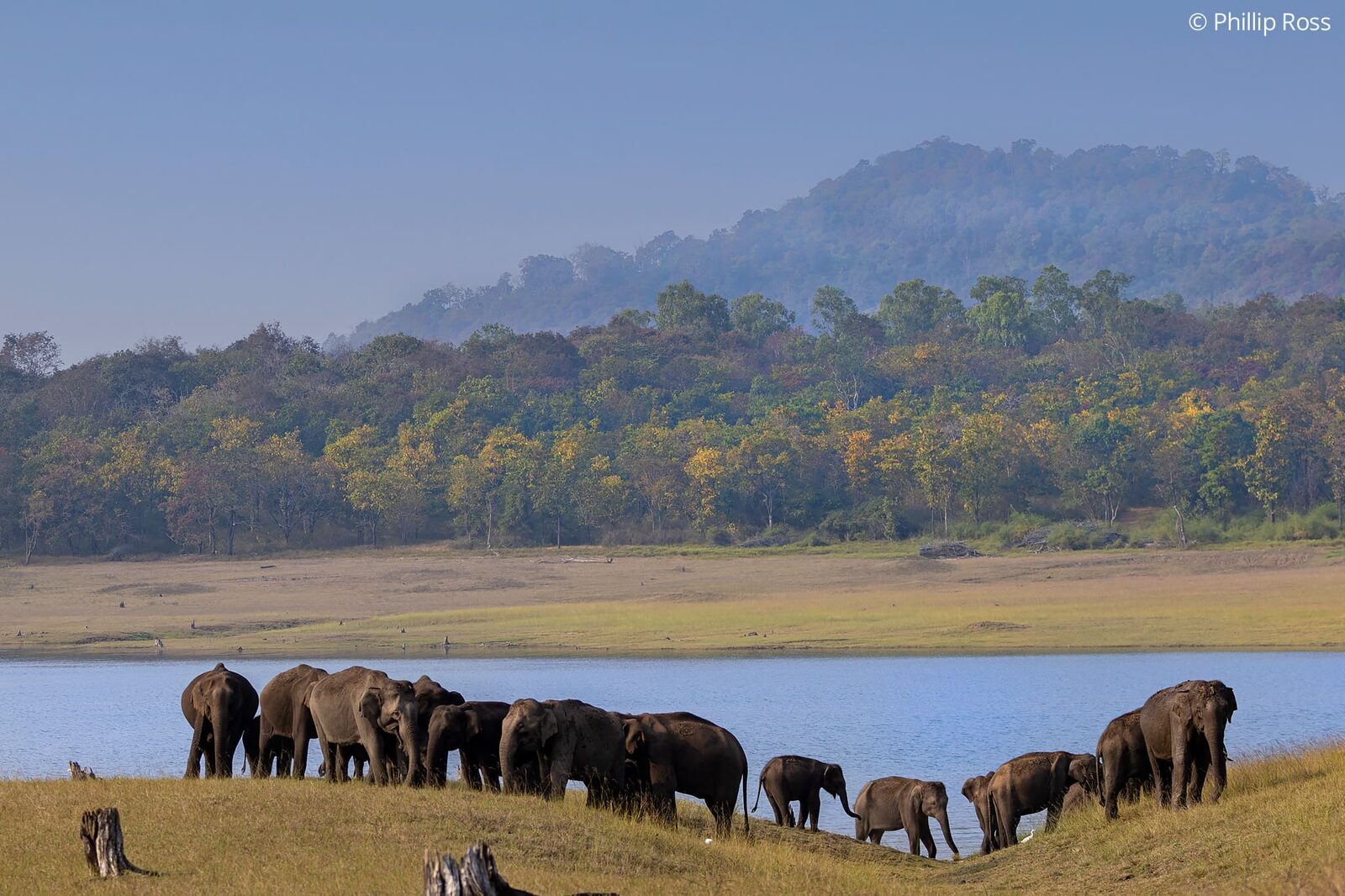 An elephant herd (Elephas maximus) by the backwaters
