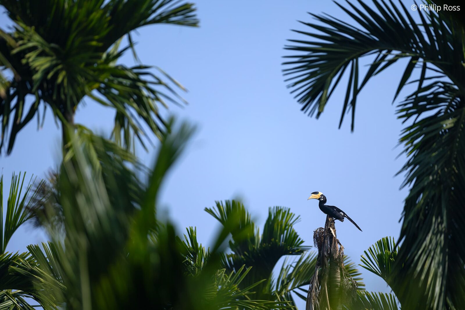 A Malabar grey hornbill (Ocyceros griseus) perched on a palm stump