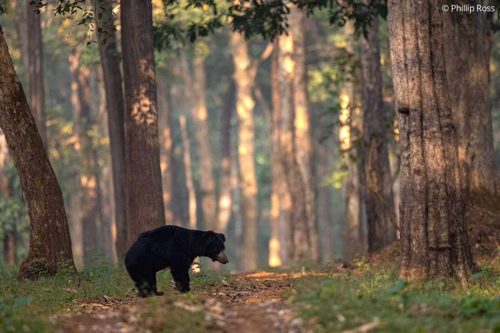 A sloth bear (Melursus ursinus) on a forest track