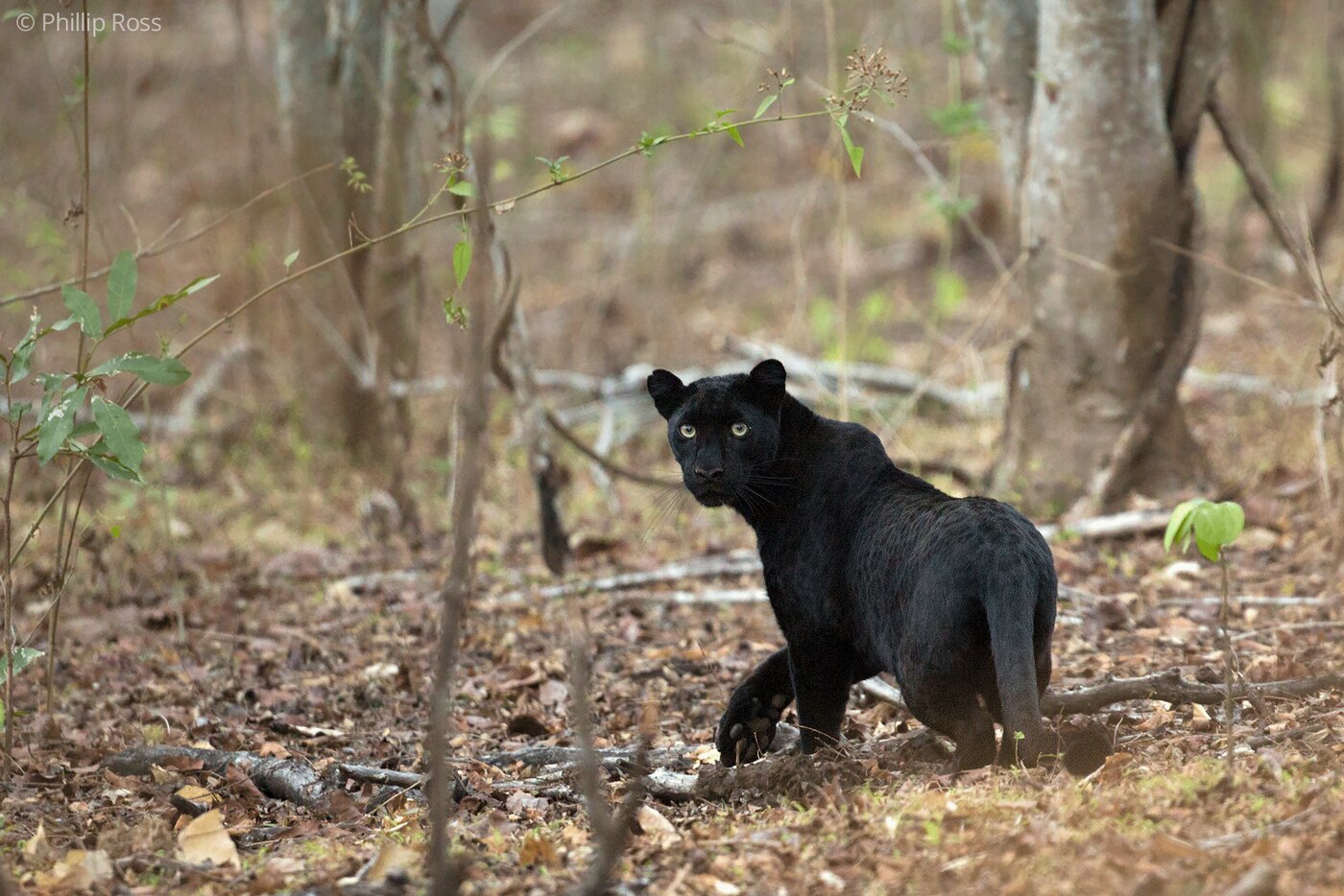 A black leopard on the forest floor, looking back over its shoulder
