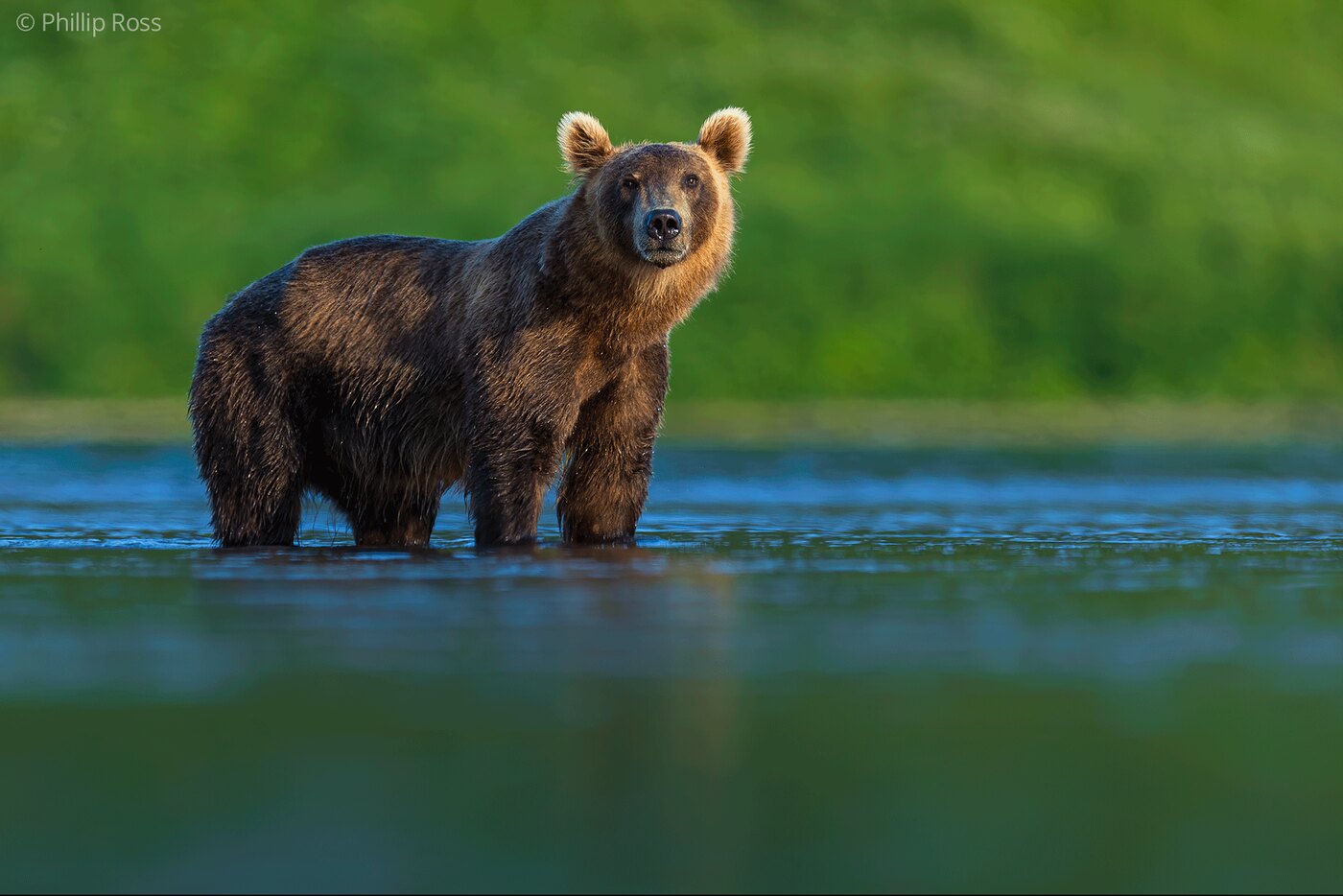A Kamchatka brown bear (Ursus arctos beringianus) standing in shallow water, looking straight at the camera