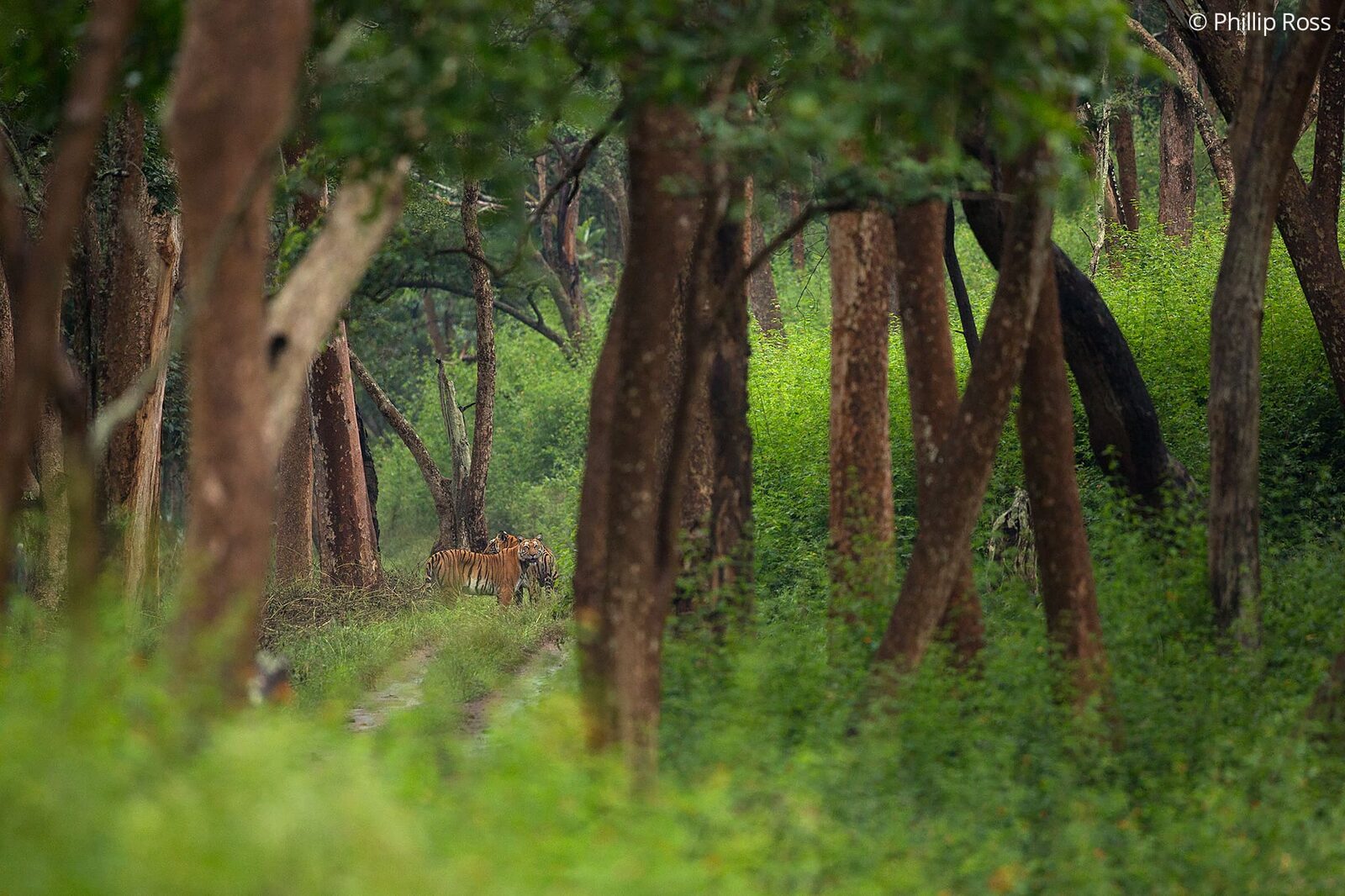 A tiger (Panthera tigris) among the trees of BRT Tiger Reserve