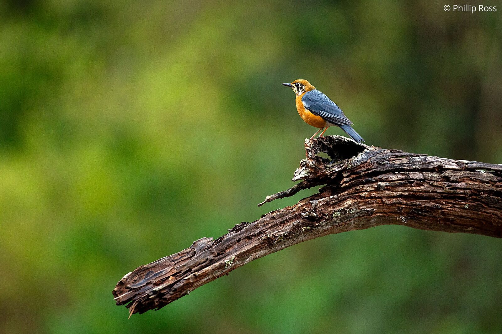 An orange-headed thrush (Geokichla citrina) on a fallen branch
