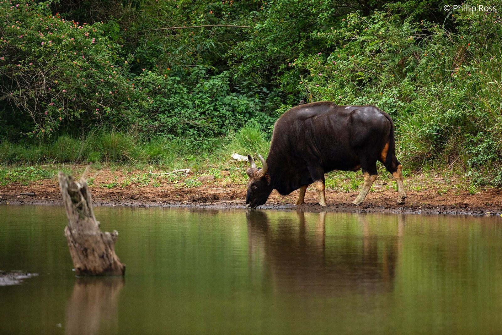 A gaur (Bos gaurus) drinking at a forest pool