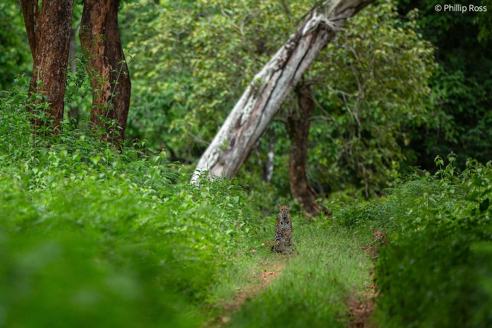 A leopard (Panthera pardus) on a forest track